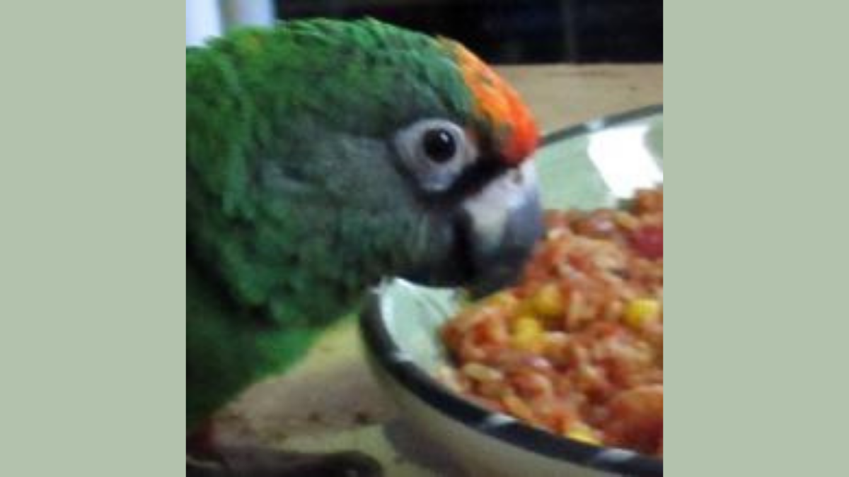 Little green pet parrot.