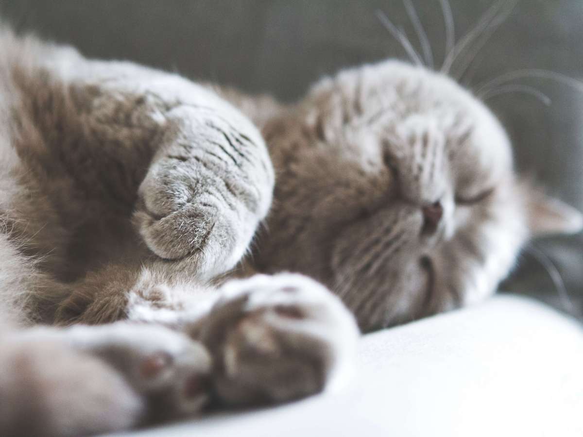 Onboarding Kitty Cats: What Cats Can Teach Us About Accepting&nbsp;Change